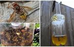 Homemade traps for hornets and wasps
