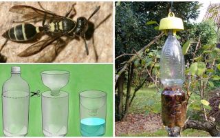 How to make a trap for wasps from a plastic bottle