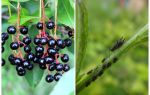 How to get rid of aphids on bird cherry