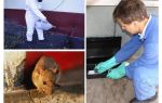 Extermination of rats and mice by specialized services