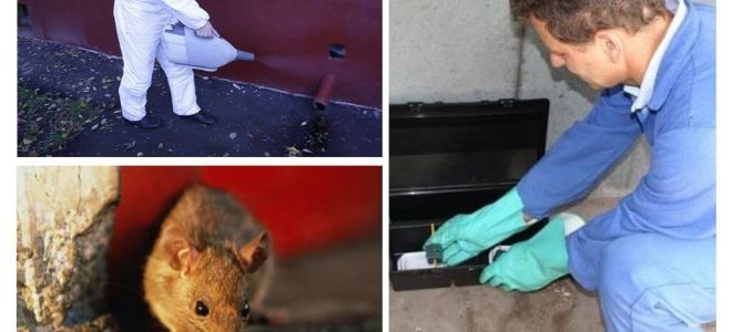 Extermination of rats and mice by specialized services