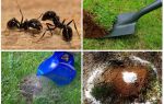 How to get rid of ants in the garden folk remedies