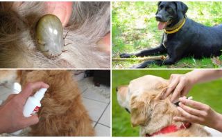 The best drugs for dogs from ticks and fleas