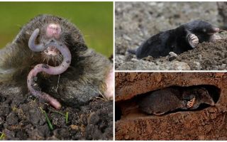 All about moles