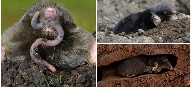 All about moles