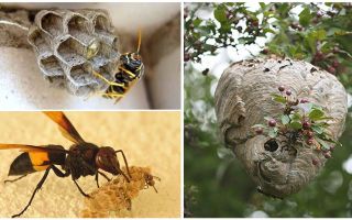 How to get rid of wasps in the apiary