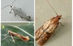 Why moth has no proboscis