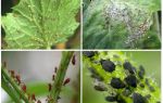 How to deal with aphids in the garden and in the garden of folk remedies