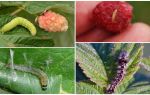 How to get rid of caterpillars on raspberries