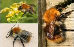 Description and photos of the field bumblebee