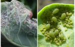 How and what to process aphids on cabbage