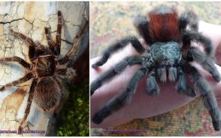 Spider tarantula at home