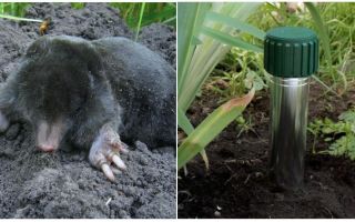 How to get rid of moles in the summer cottage and garden