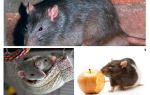 Interesting rat facts