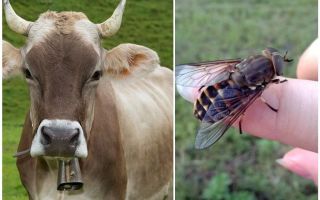 How to treat a cow from gadflies and gadflies at home