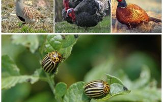 What birds and insects eat Colorado beetles
