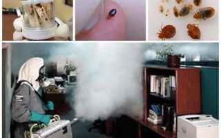 The cost of disinfection from bedbugs in the apartment