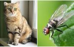 What to do if a cat or cat ate a fly