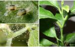 How to get rid of spider mites on houseplants