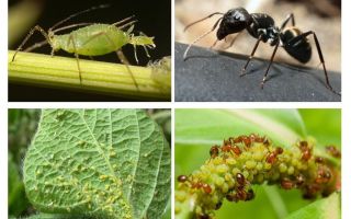 Type of relationship of ants and aphids