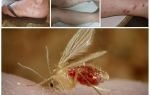 Description and photos of mosquitoes