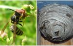 Why do we need wasps in nature