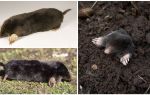 Common Moles (European)