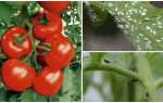 How to process tomatoes from white and black flies