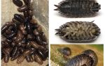 Description of wood lice - what they eat, how dangerous they breed, how long they live