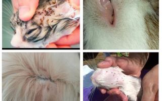 What cat fleas look like, symptoms and treatment