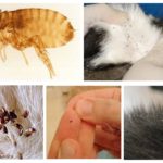 Cat fleas