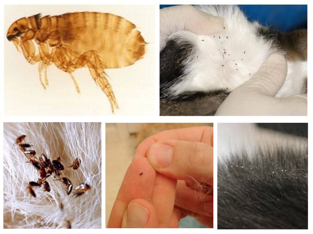 What diseases carry fleas to humans