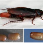 Ooteka cockroaches