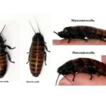 Male and female Madagascar cockroach