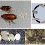 Stages of development of a flea