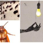 Cockroaches are afraid of light