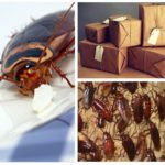 Cockroaches in the parcels