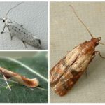 Moth species