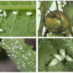 Whitefly on tomatoes