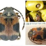 Four-spotted weevil-1