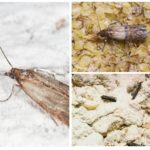 Cereal moth