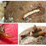 Larvae and caterpillars of potato moth