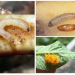 Potato moth larvae