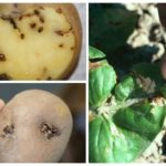 Traces of potato moth