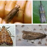 Types of moth