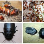Vietnamese and Egyptian cockroaches