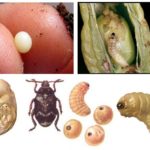 Eggs and larvae of pea weevil