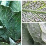 Whitefly on cabbage