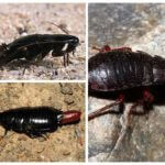 Breeding black cockroaches