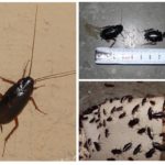 Black cockroaches-2